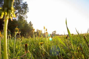 Obraz premium Dandelions