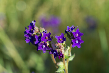 Anchusa officinalis, common bugloss violet flowers closeup selective focus