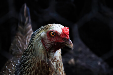 Close-up of chicken in a dark setting