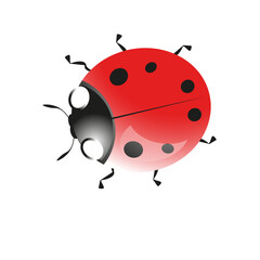 Obraz premium ladybug on white background