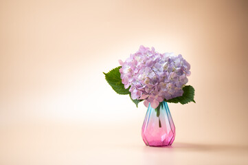 満開のアジサイ