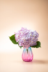 満開のアジサイ