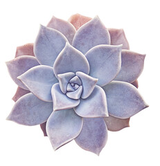 Succulent cactus flower tropical plant top view. Png transparency