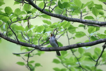 Eastern crowned leaf warbler (Phylloscopus coronatus) in Japan
