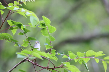 Eastern crowned leaf warbler (Phylloscopus coronatus) in Japan