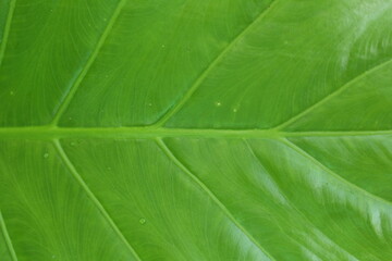 close up of leaf