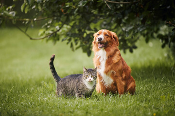 Cat and dog sitting together on meadow. Freindship between tabby domestic cat and Nova Scotia Duck...