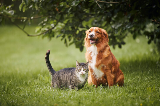 Cat and dog sitting together on meadow. Freindship between tabby domestic cat and Nova Scotia Duck Tolling Retriever. .