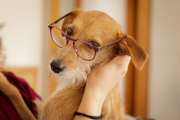 Dog with glasses