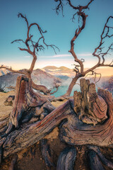 Dead tree on the crater of Kawah Ijen and sulfur smoke on turquoise lake in the morning