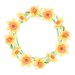 Round frame of yellow daffodils and green stems on white background. Hand-drawn watercolor illustration. Spring bright floral wreath. 