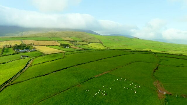 Aerial view of endless lush pastures and farmlands of Ireland's Dingle Peninsula