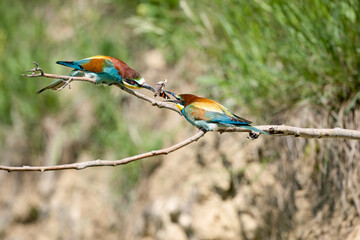 Bienenfresser, Kaiserstuhl
