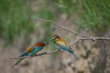 Bienenfresser, Kaiserstuhl