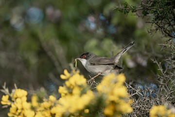 sylvia melanocephala, samtkopfgrasmücke