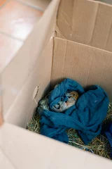 Fotobehang rescued baby squirrel sleeps in a box. depleted © IBRESTER