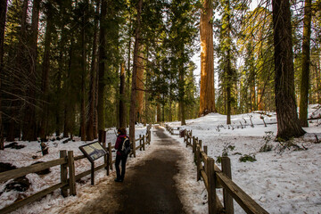 Girl in Sequoia National Park, United States Of America