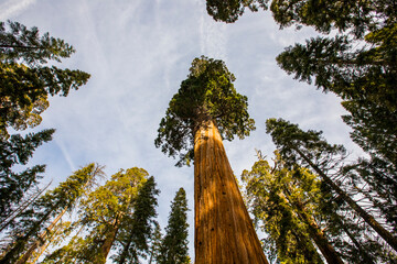 Winter in Sequoia National Park, United States Of America