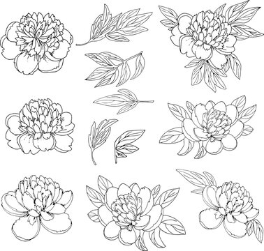 A set of peony leaves and flowers for making a wedding bouquet black and white linear image for coloring  real png