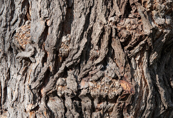 Old rough tree bark texture