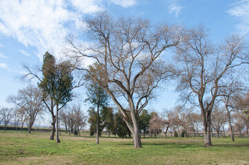 Fototapeta premium Bare trees in park, early spring