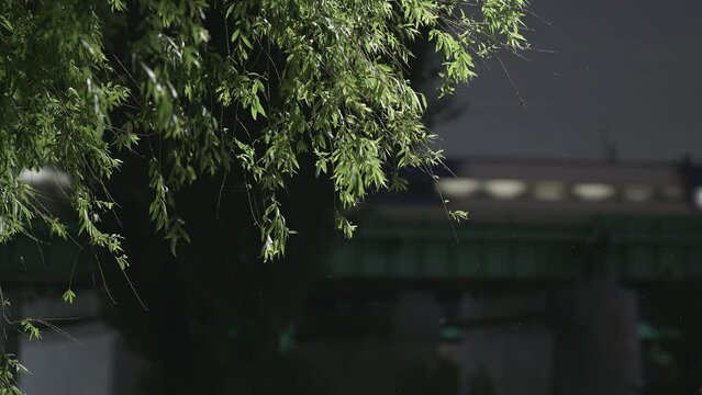 Soft Focus Leaves with Train Lights Passing Han River Bridge at Night