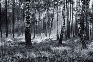 Krajobraz jesienny. Mglisty poranek w lesie. Czarno białe pejzaże  - obrazy, fototapety, plakaty