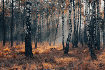 Krajobraz jesienny. Promienie słońca i mglisty poranek w lesie