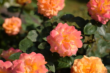 オレンジ色の薔薇の花々