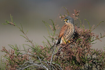 Common kestrel // Turmfalke (Falco tinnunculus) - Greece
