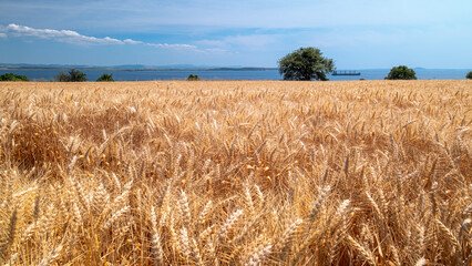 Golden wheat rye landscape in sun day. Golden harvest background. Bread plant agriculture farm cereal crop in sunset