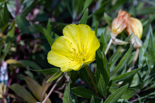 Oenothera macrocarpa (syn. Oenothera missouriensis), the bigfruit evening primrose, Ozark sundrops, Missouri evening primrose, or Missouri primrose. Close up on the flower of this plant.