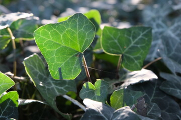 Sunlight on plants. Translucency.