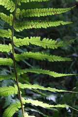 Sunlight on plants. Translucency.