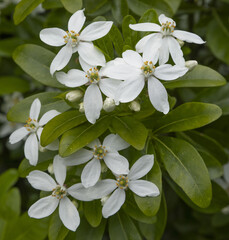 Fleurs de Choisya ternata	