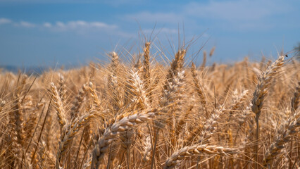 Golden wheat rye landscape in sun day. Golden harvest background. Bread plant agriculture farm...