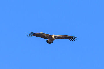 Fototapeta premium One griffon vulture flying in front of blue sky