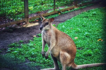 The Ground Kangaroo, The Agile Wallaby, Macropus agilis also known as the sand wallaby