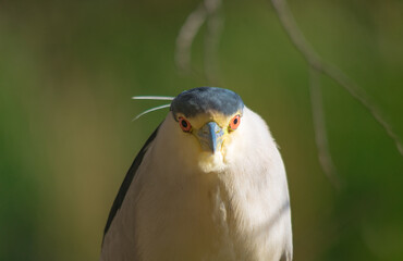 El martinete común (Nycticorax nycticorax) ​ es una especie de ave pelecaniforme de la familia Ardeidae ​ ampliamente distribuida por Eurasia, África y América