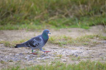 A Domestic pigeon standing on the ground