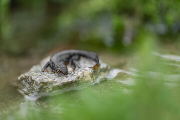 Resting time for the Alpine newt male on the rock (Ichthyosaura alpestris)