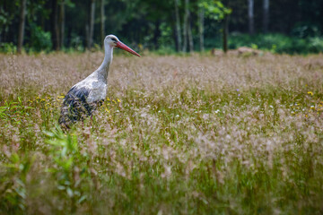 Bocian/stork