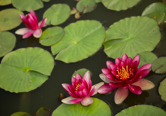 Lilie wodne © mycatherina