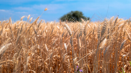 Golden wheat rye landscape in sun day. Golden harvest background. Bread plant agriculture farm...