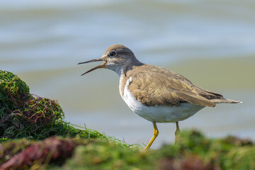 A Common Sandpiper walking near water looking for food