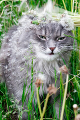Grey cat in nature in the field