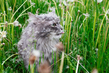 Grey cat in nature in the field