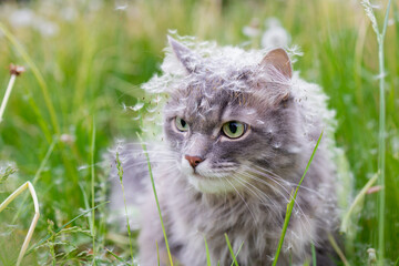 Naklejka na ściany i meble Grey cat in nature in the field