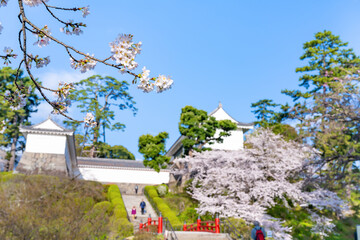 神奈川県小田原市　小田原城と桜の風景