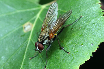 housefly sitting on a leaf head down